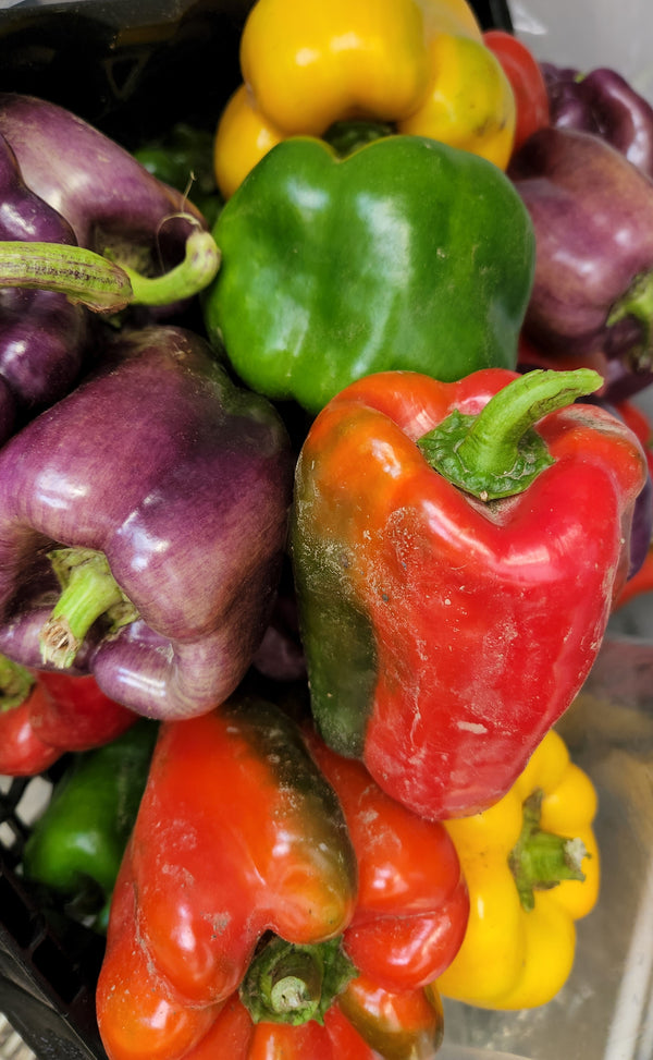 Extra CSA Box for September 13, 2024 For Pickup Saturday  - 3/4 bushel box of fresh produce grown by us.