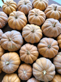 Extra CSA Box for OCT 24, 2025 For Pickup Fri/Sat/Sun - 3/4 bushel box of fresh produce grown by us.