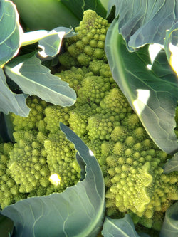Extra CSA Box for OCT 24, 2025 For Pickup Fri/Sat/Sun - 3/4 bushel box of fresh produce grown by us.
