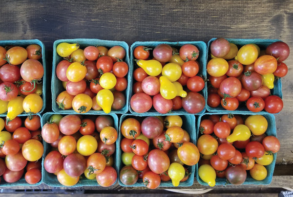 Cherry Tomato Transplants - Single Plants