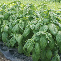 Basil Transplants - Single Plants