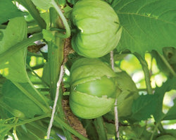 Tomatillo Transplants - Single Plant