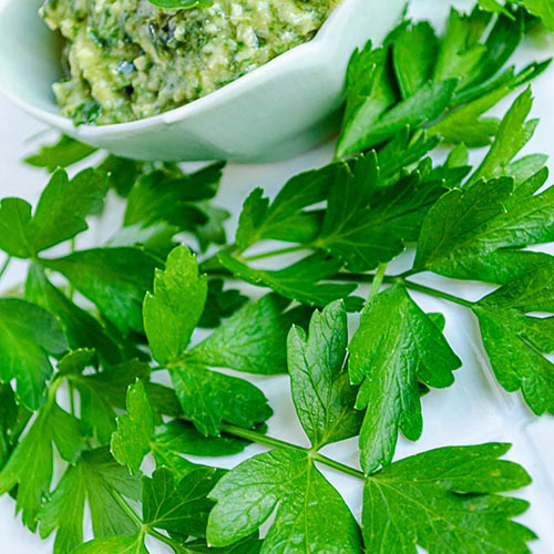 Italian Parsley Transplants - Single Plants