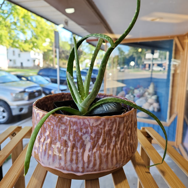 Plant Pot - Hand Built Pottery by Jenny Hoople - No Drainage Holes