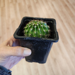 Assorted Succulent Plants