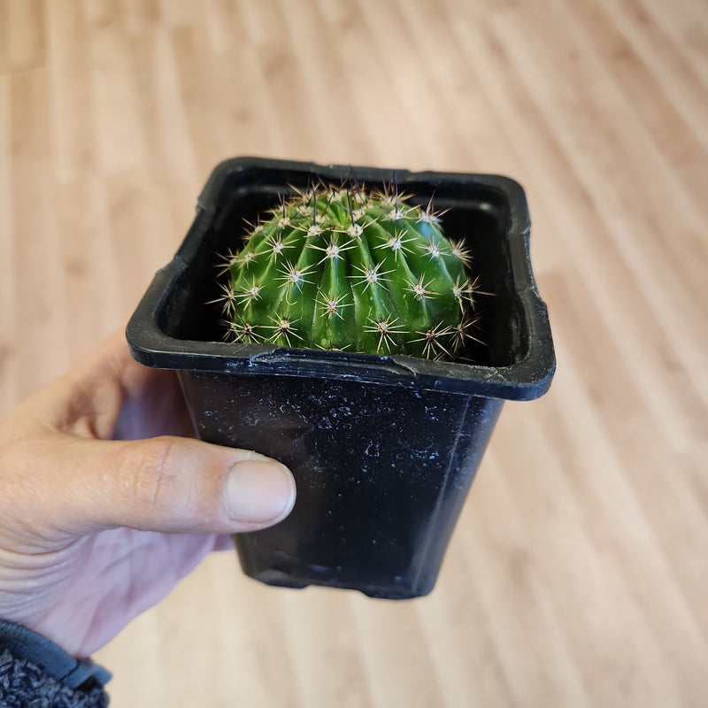 Assorted Succulent Plants