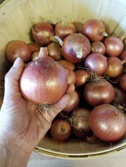 Storage Onions - grown by Bountiful Beloit - Available by the piece or in 10 lb bags