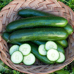 Cucumber Transplants - Single Plant