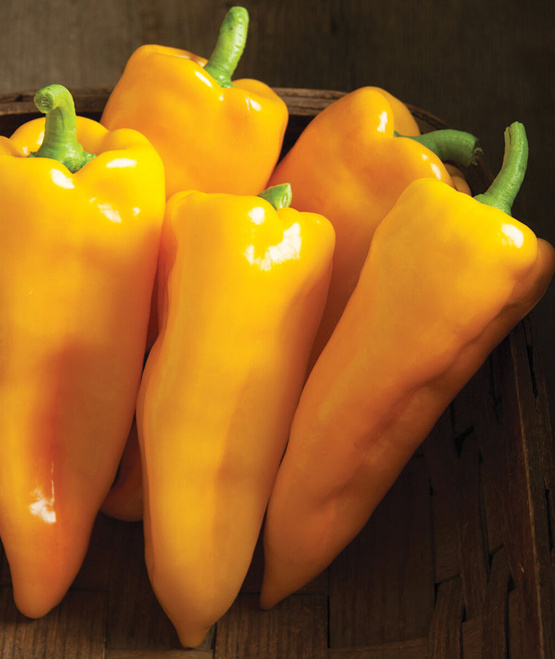 Escamillo Sweet Pepper Transplants - Single Plant