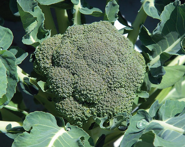 Broccoli Transplants - Single Plant