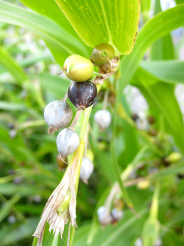 Job’s Tears Seeds - home grown beads