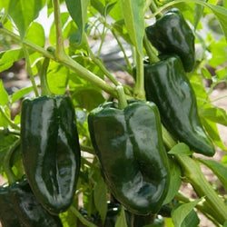 Poblano Hot Pepper Transplants - Single Plants