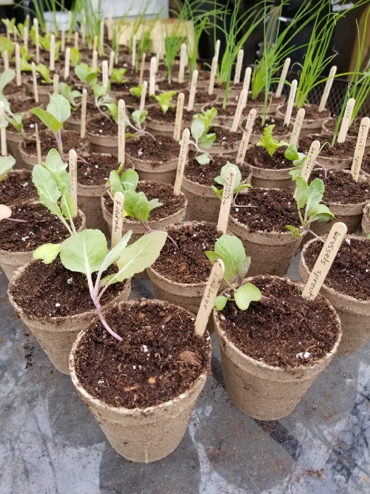 Poblano Hot Pepper Transplants - Single Plants