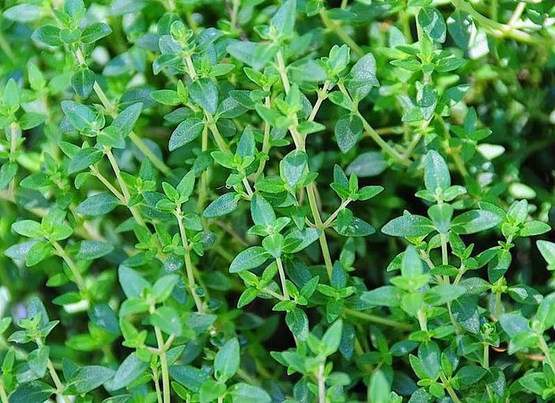 Thyme Transplants - Single Plants