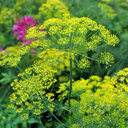 Dill Transplants - Single Plants