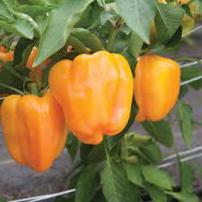 Yellow Flavorburst Sweet Pepper Transplants - Single Plants