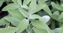 Sage Transplants - Single Plants