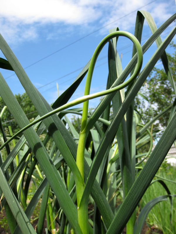 Garlic Scapes - 8 oz bunch