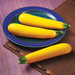 Yellow Zucchini Transplants - Single Plant