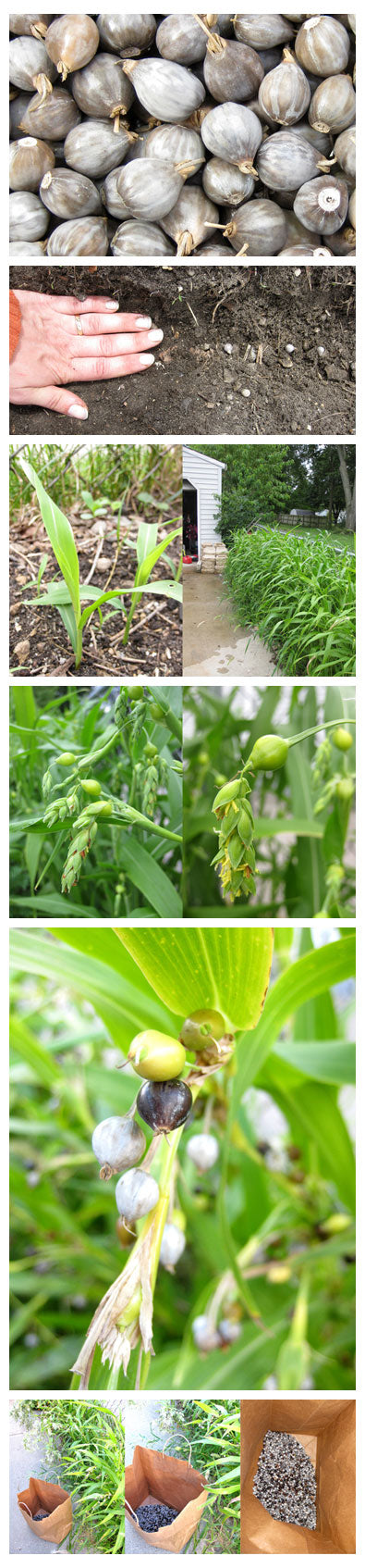 Job’s Tears Seeds - home grown beads