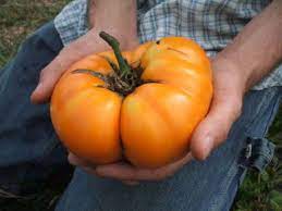 Yellow Brandywine Heirloom Tomato Transplants - Single Plants