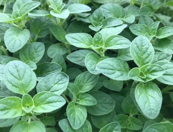 Oregano Transplants - Single Plants