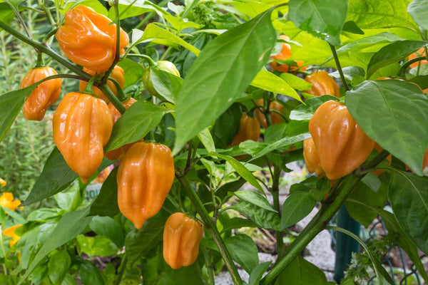 Habanero Hot Pepper Transplants - Singles