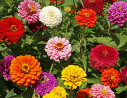 Benary's Giant Zinnia Transplants - Single Plant